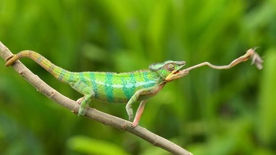 814e41fdf84432de8adfc3ab82e6d625 - Pengen tahu kenapa kucing menggeliat sebelum menerkam?