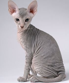 8290cb242546ccc274a963b0f67f7e65 - 15 Kucing mahal di dunia. Adakah yang kamu punya di rumah?