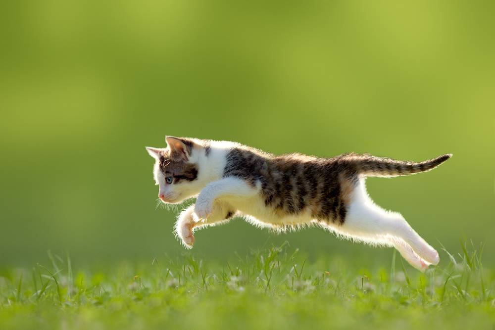 cat pouncing - Pengen tahu kenapa kucing menggeliat sebelum menerkam?