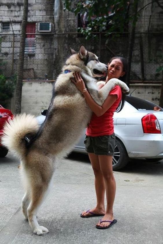 faac6ba32a6a02463d9f4c13411383cd - Tanda anjing sayang kita: Kenali 10 tanda cinta yang ia tunjukkan untuk kita