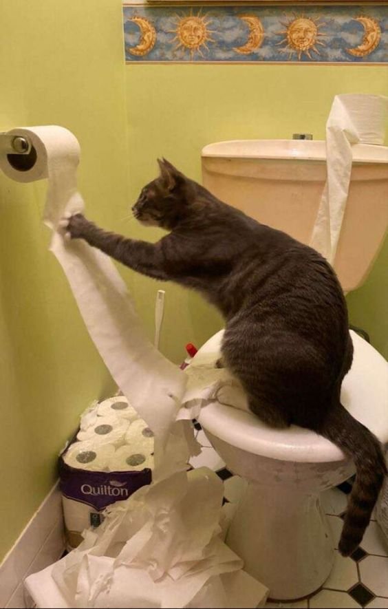 kucing mainan tisu toilet
