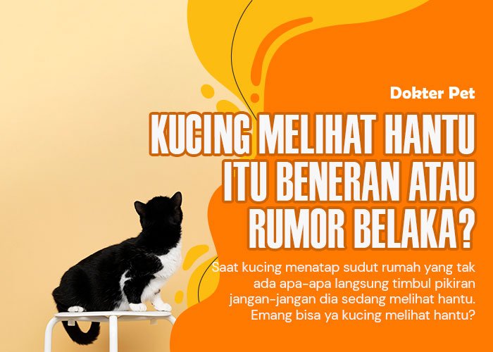 Bisakah kucing melihat hantu di rumah?