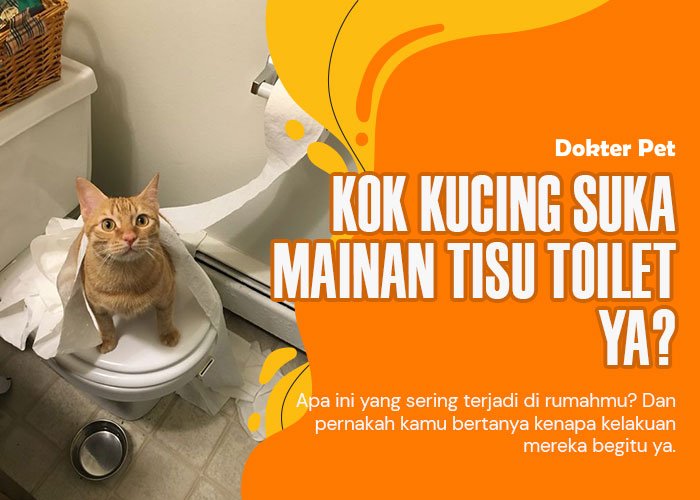 Kucing mainan tisu toilet: 5 Alasan mengapa mereka melakukannya