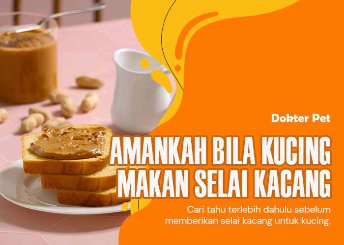 Amankah bila kucing makan selai kacang? Ini jawabannya!