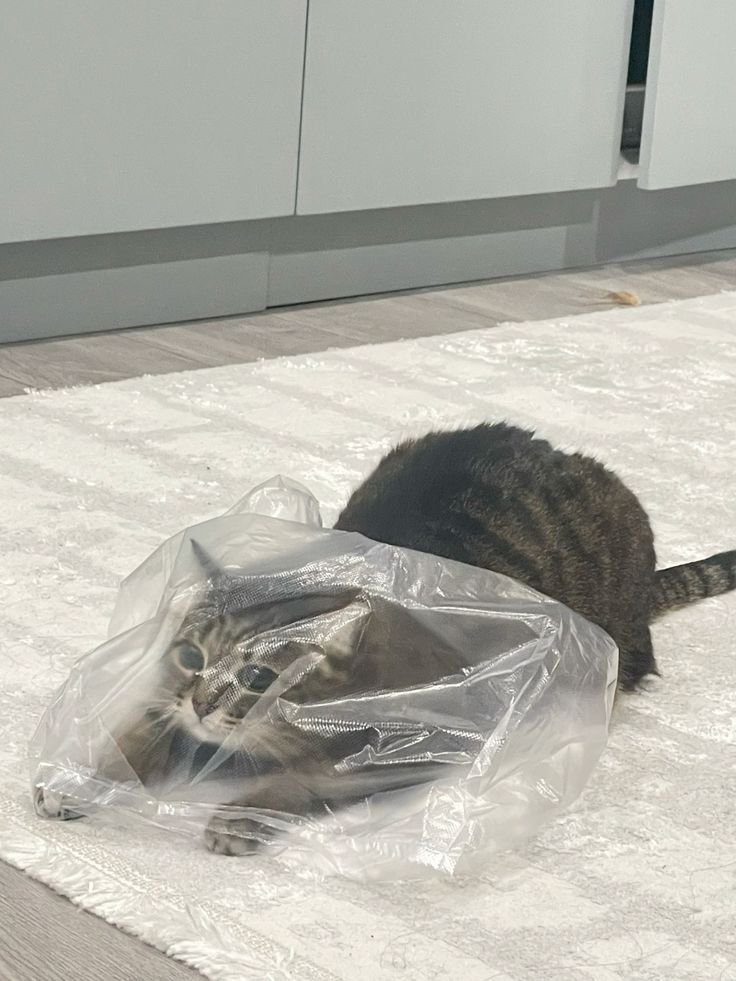 kegemaran kucing bermain kresek bisa disebabkan oleh sensasi saat memainkannya