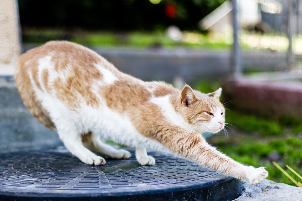 shallow focus shot cat stretching outside daytime with blurred background 1 - Fleksibilitas kucing: Apakah kucing sebenarnya benda cair?