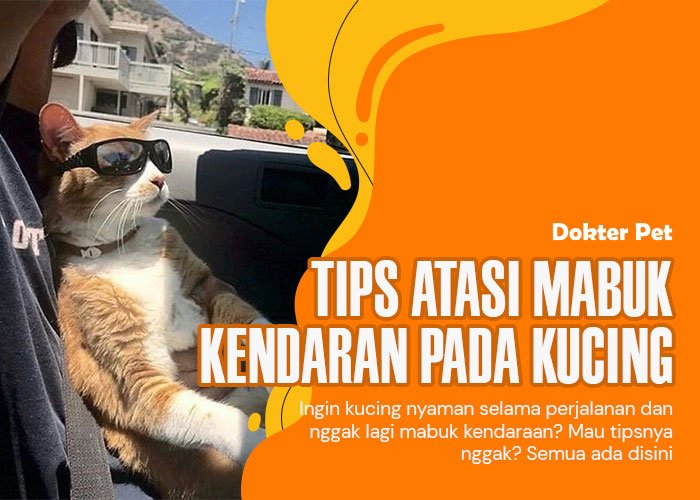 Mabuk kendaraan pada kucing : Penanganan tepat atasi permasalahan ini