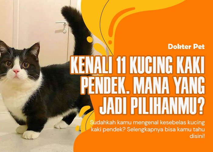 11 Jenis Kucing Kaki Pendek Untukmu Pelihara. Mana Yang Jadi Pilihanmu!?