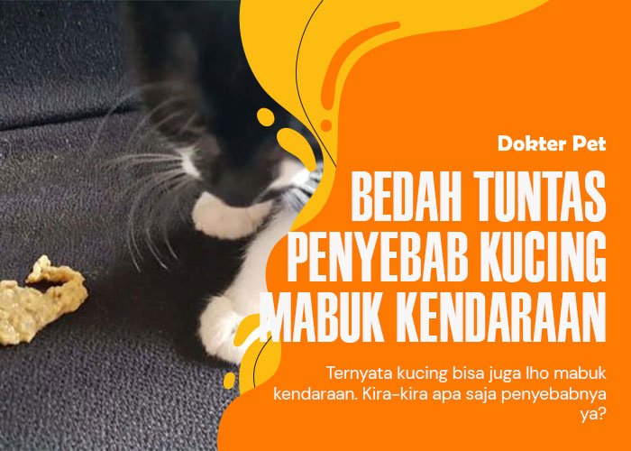 Mabuk kendaraan pada kucing : Kira-kira penyebabnya karena apa saja ya?