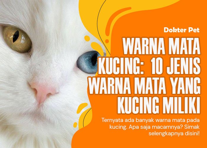 Pesona warna mata kucing: 10 Jenis warna yang menawan hati