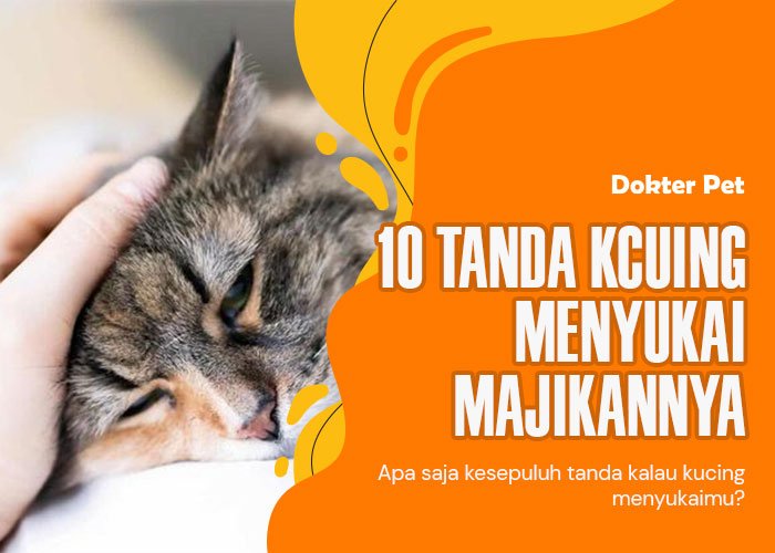Tanda Kucing Menyukaimu: 10 Cara Kucing Menunjukkan Kasih Sayangnya