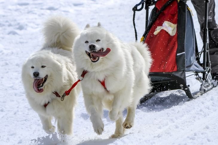 17473ffada0506aa70855f2f636eab22 - Mengapa Samoyed Cocok untuk Pemula?