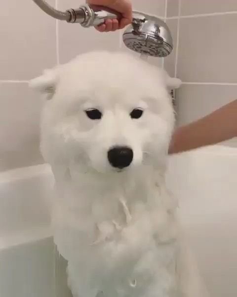 31d5916784483a713364f7e7e8ca7ac6 - Mengapa Samoyed Cocok untuk Pemula?