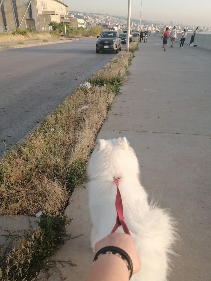 41e756649669107235088602e37eadda - Mengapa Samoyed Cocok untuk Pemula?