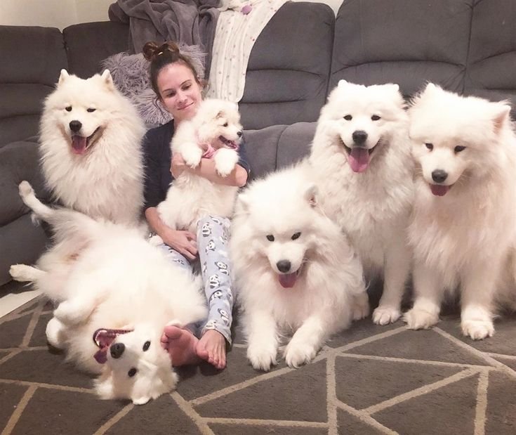 4541623885e819f0f414f93a1b2f7deb - Mengapa Samoyed Cocok untuk Pemula?