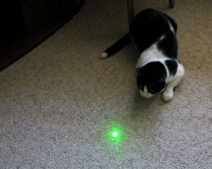 547b6645cf5d09e87cc7e3f36be1d42c 1 - Kenapa kucing suka mainan laser? Ini 6 faktanya