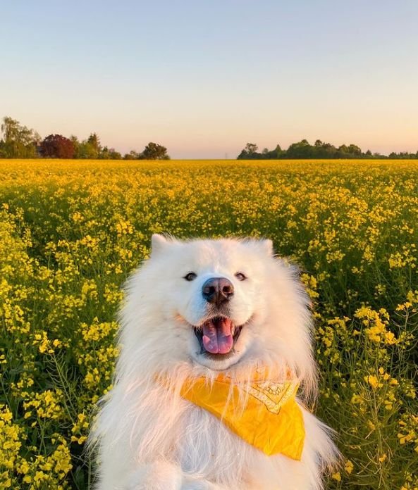 aa5027a15b3e60bb5b55c366b612cb12 - Mengapa Samoyed Cocok untuk Pemula?