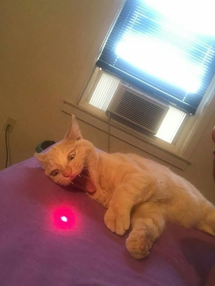 d2664764ed539508ffe4dfa3ceddfbd5 - Kenapa kucing suka mainan laser? Ini 6 faktanya