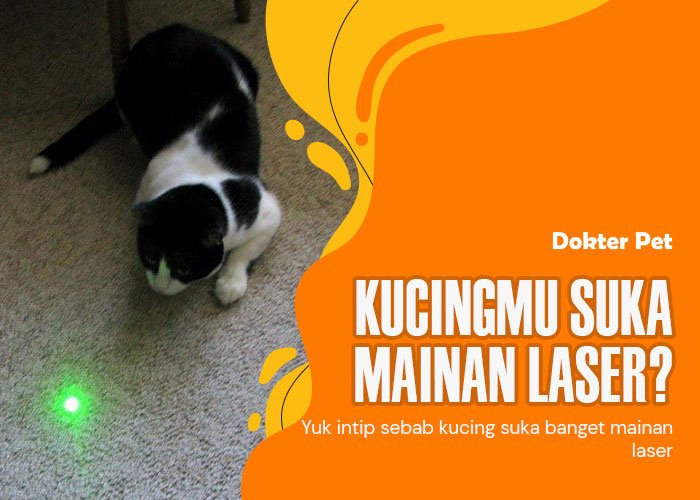 Kenapa kucing suka mainan laser? Ini 6 faktanya
