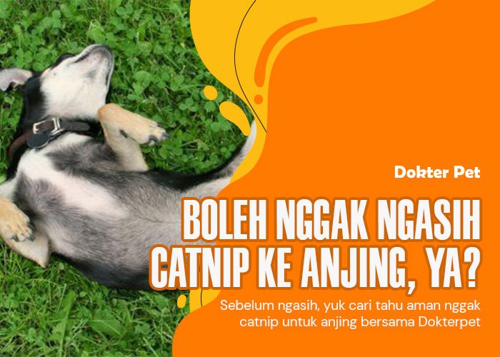Catnip untuk anjing: Apakah memberikan catnip baik untuk mereka?