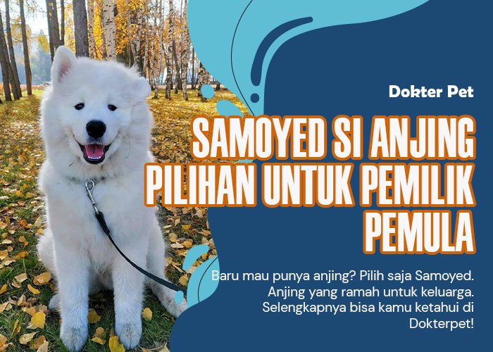 Mengapa Samoyed Cocok untuk Pemula?