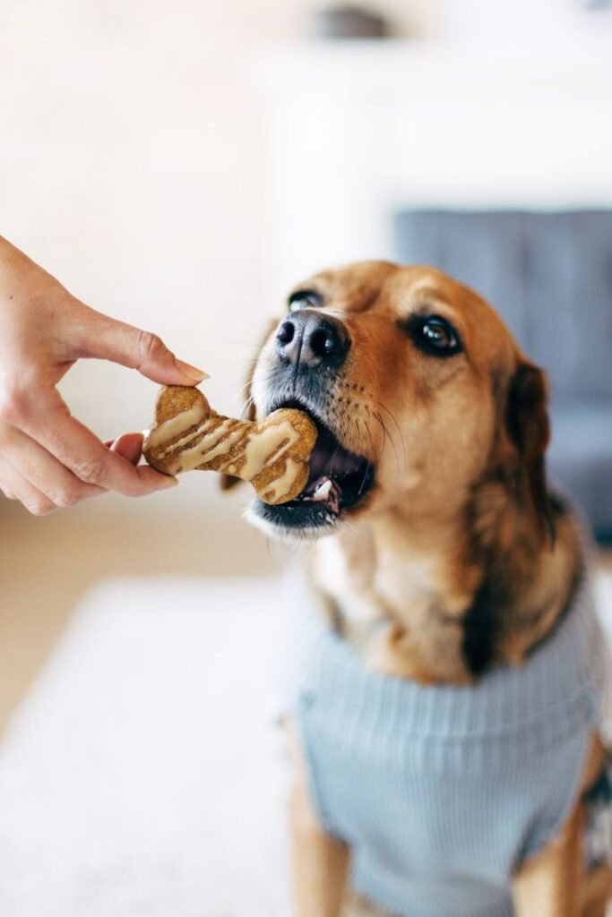 7aed9245617b62e8b9a0dffe90c49e57 - 12 Cara Jitu Membuat Anjing Bahagia Sepanjang Hidupnya