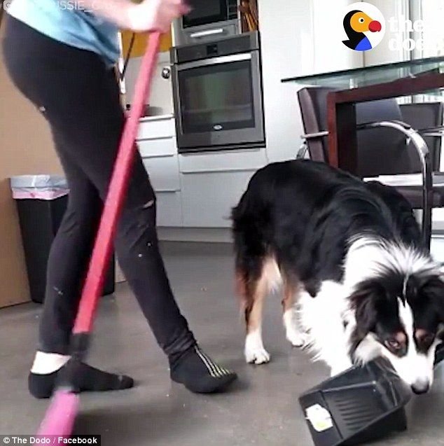 d5f33f588d1d5a760e9cd6e0ebe8ddf2 - 12 Cara Jitu Membuat Anjing Bahagia Sepanjang Hidupnya