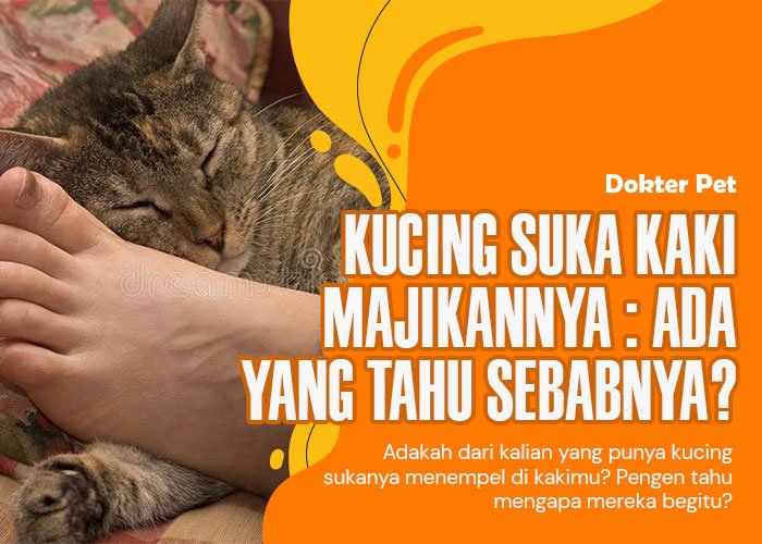 Kucing Suka Kaki Majikannya: 7 Alasan di Balik Perilaku Menggemaskan Ini