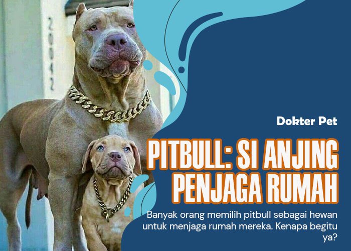 Pitbull Anjing Penjaga Rumah: Alasan Banyak Dipilih