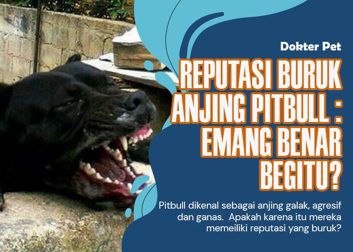 Reputasi buruk anjing Pitbull: Benarkah selalu agresif terhadap manusia?