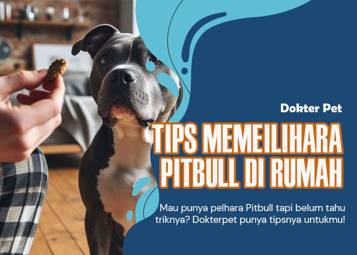 Tips memelihara pitbull anjing penjaga rumah