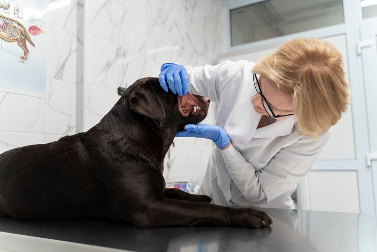 medium shot doctor checking dog 23 2149271804 - 13 Cara Mengetahui Kondisi Anjing Sehat: Panduan Lengkap untuk Pemilik Baru