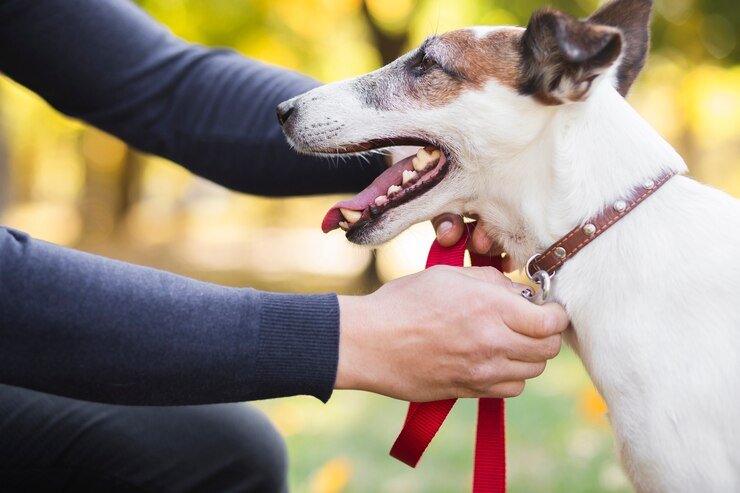 owner putting leash pet 23 2148332392 - Panduan Praktis Memilih Aksesori Anjing yang Sesuai dengan Kebutuhan Peliharaan Anda