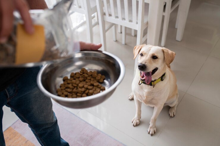 mangkuk makan merupakan salah satu aksesories anjing yang ada di rumah