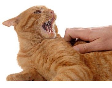 0532cfab64c4d48e5fe599cdb614fb28 - 9 Jenis kucing pencemburu yang pernah ada. Mana yang kamu miliki?