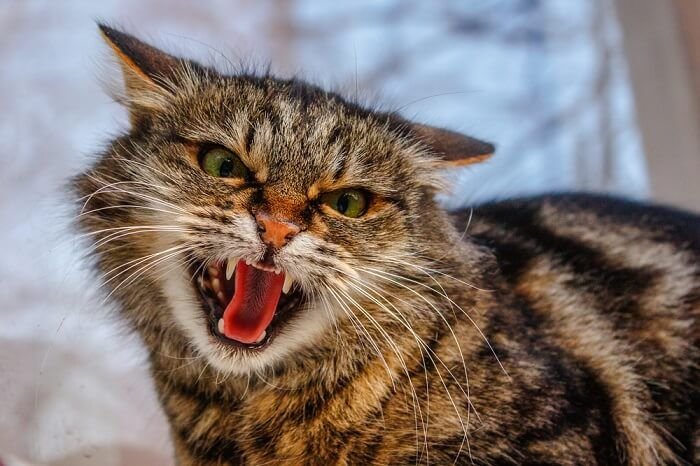4fb15d58dcee2c385729210534105cb9 - 9 Jenis kucing pencemburu yang pernah ada. Mana yang kamu miliki?