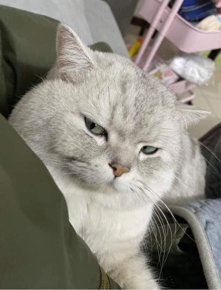 kucing pencemburu
