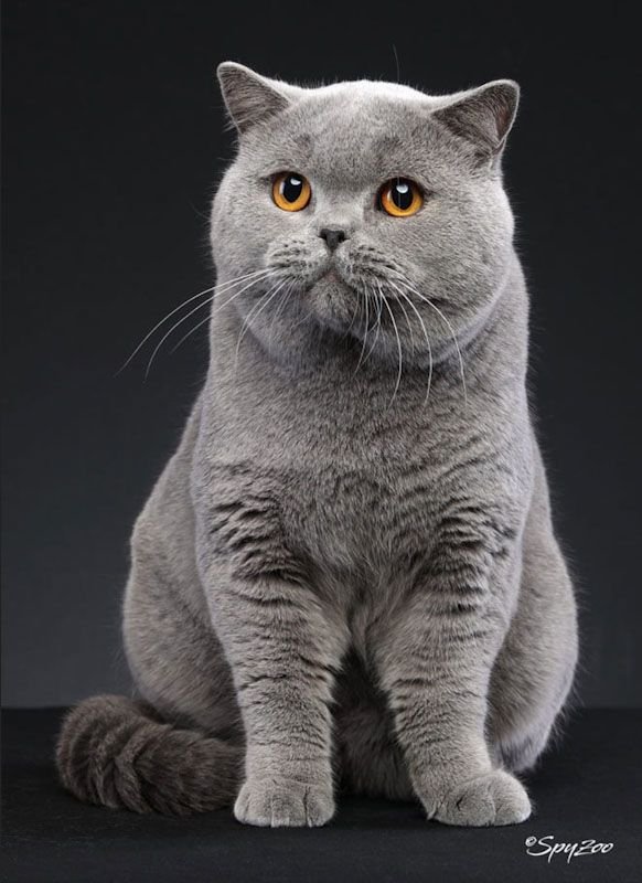 f6e06d06ce50c5301971937ca7c980ce - 9 Jenis kucing pencemburu yang pernah ada. Mana yang kamu miliki?