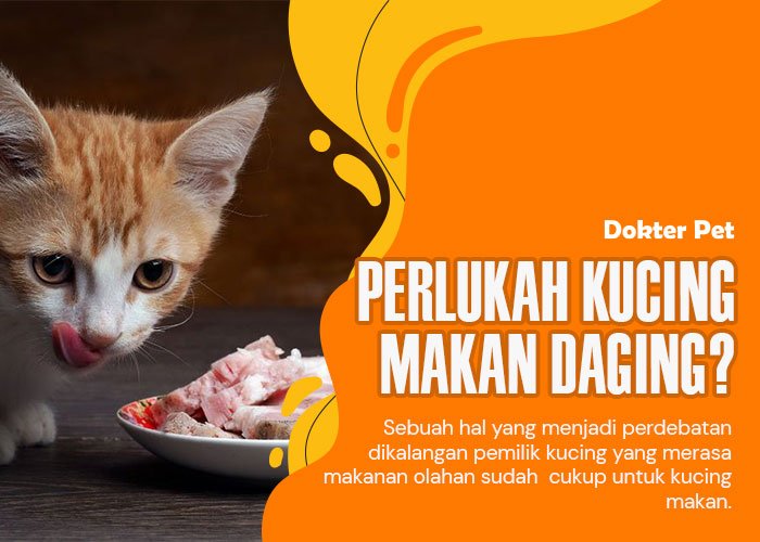 Kucing Perlu Makan Daging: Benarkah Makanan Olahan Bisa Menggantikan Nutrisi Daging Segar?