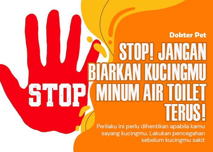 Cegah kucing minum air toilet : Yang harus majikan lakukan!