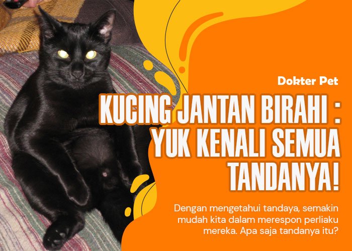 Kucing jantan birahi: Apa saja ya tanda-tandanya?