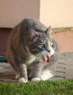 27c9de48acd9e9e301f4dacdbc794d46 - Kucing Suka Gigit Kabel Listrik: Penyebab dan Bahaya yang Mengintai