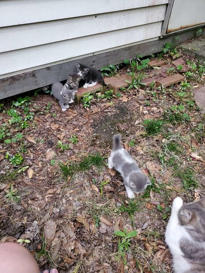 bc6bea9cf10d6477cad87c03bc5b8356 - Kucing milih kamu atau kamunya yang milih kucing? Mana yang benar, sih?