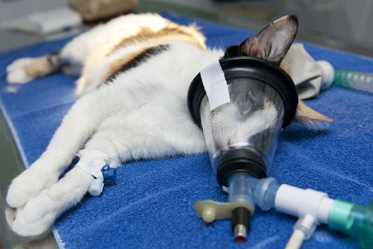 bda14b7ea092ab601e71df03fd70b66d - Kucing Suka Gigit Kabel Listrik: Penyebab dan Bahaya yang Mengintai