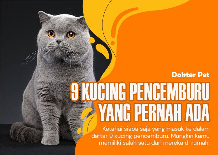 9 Jenis kucing pencemburu yang pernah ada. Mana yang kamu miliki?