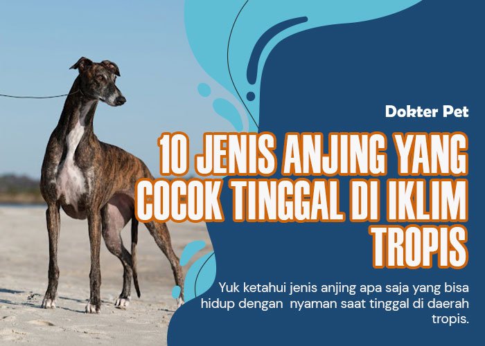 10 Ras Anjing yang Cocok untuk Daerah Tropis dan Tidak Mudah Kepanasan