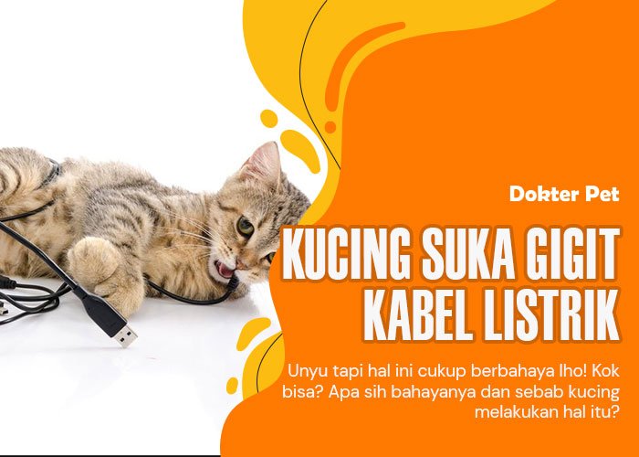Kucing Suka Gigit Kabel Listrik: Penyebab dan Bahaya yang Mengintai