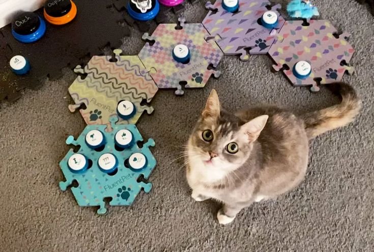 melatih kucing menggunakan word button