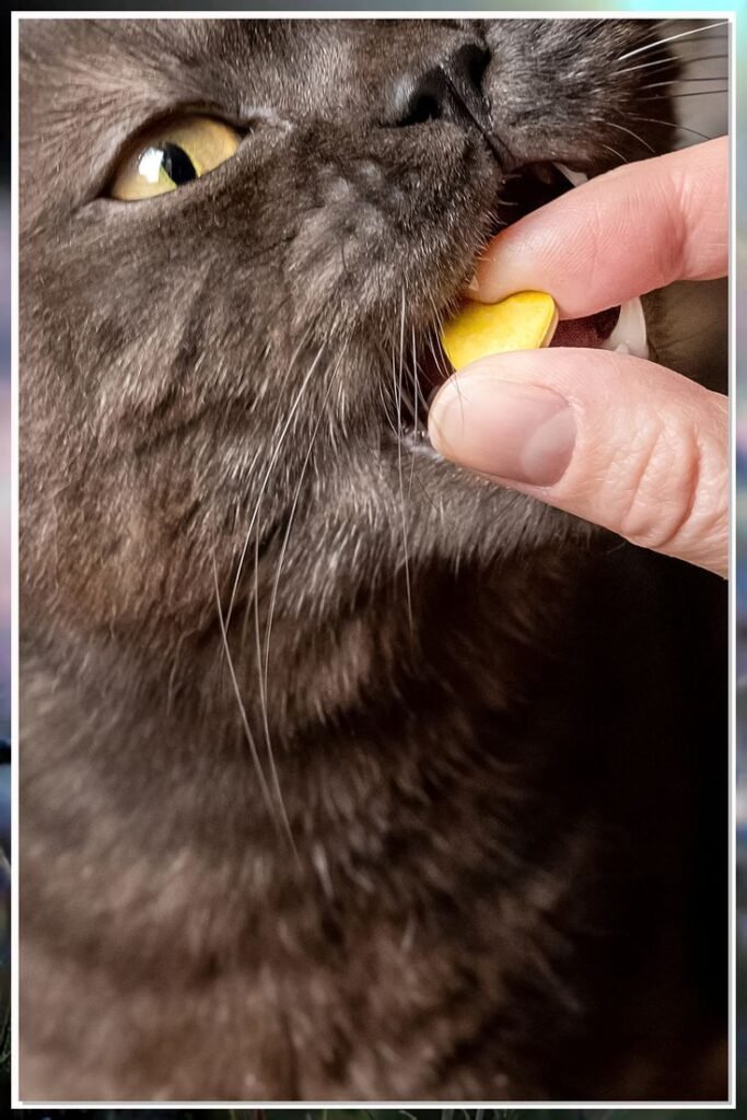 0843c7e3be4cefd1f42962d466a861ad - Bisakah Kucing Memakai Word Button? Fakta dan Tantangannya