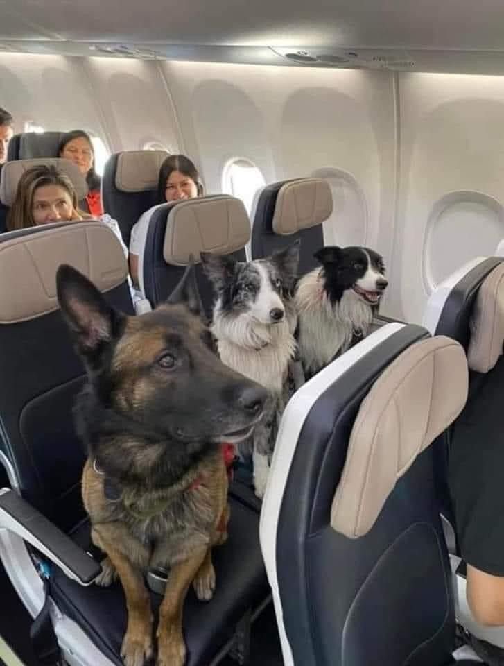 anjing naik pesawat